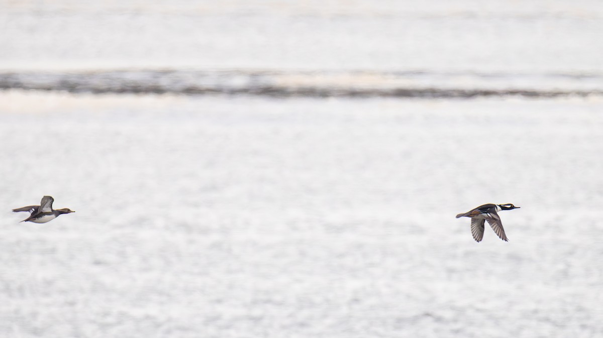 Hooded Merganser - ML646476752