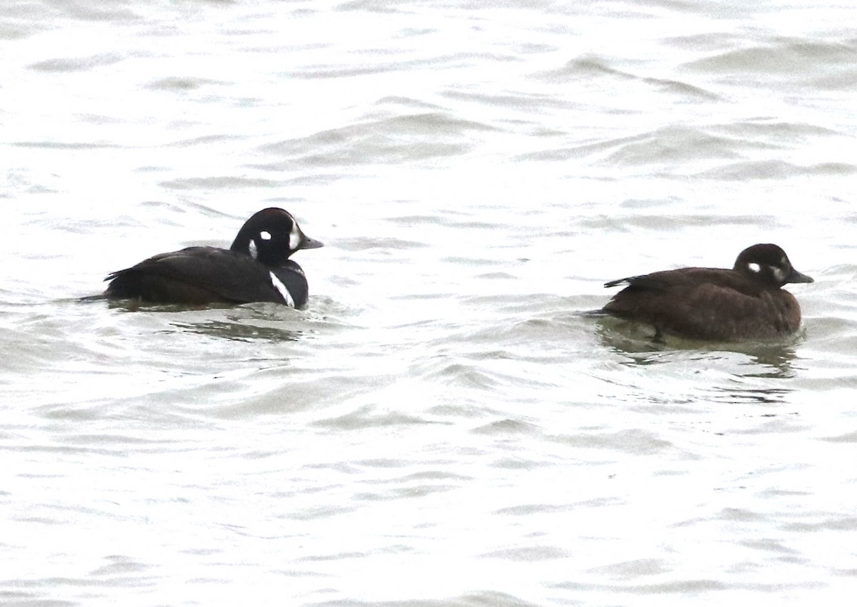 Pato Arlequín - ML646476756