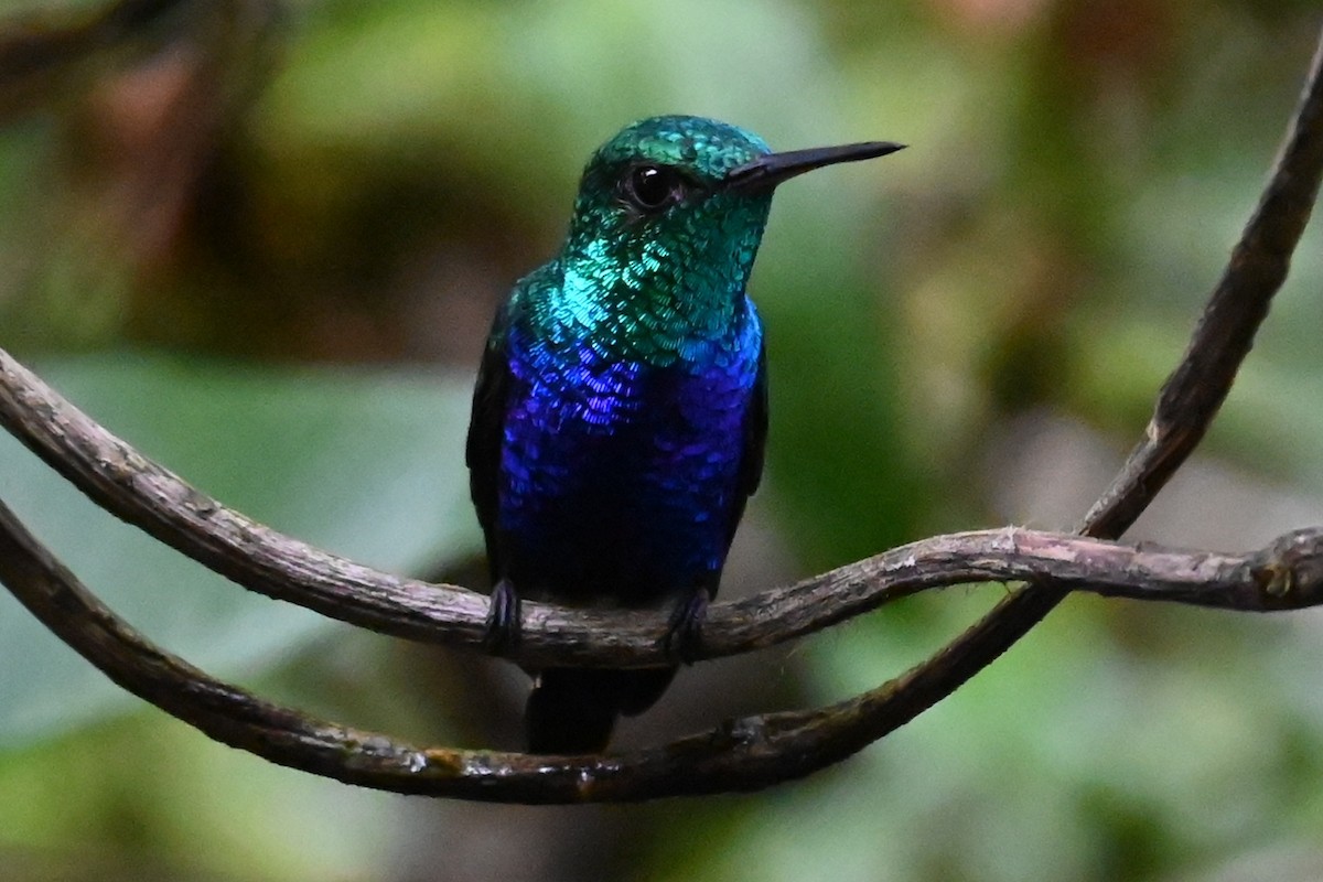 kolibřík fialovobřichý - ML646476757