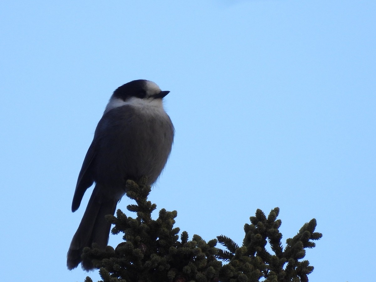 Canada Jay - ML646476759
