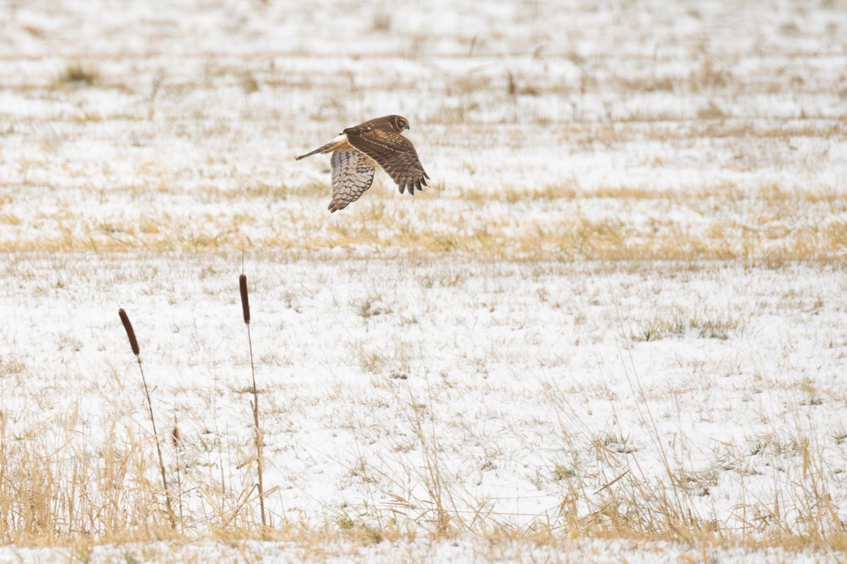 Northern Harrier - ML646476766