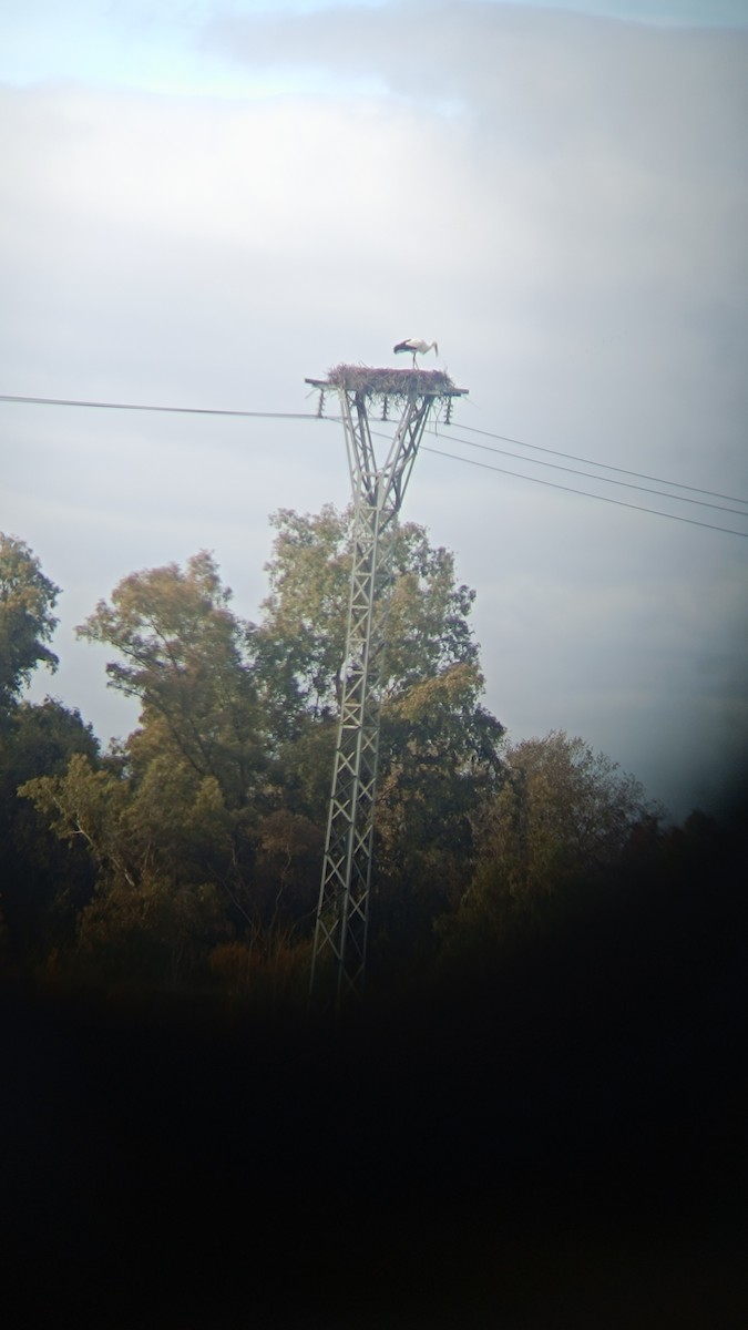 White Stork - ML646476769