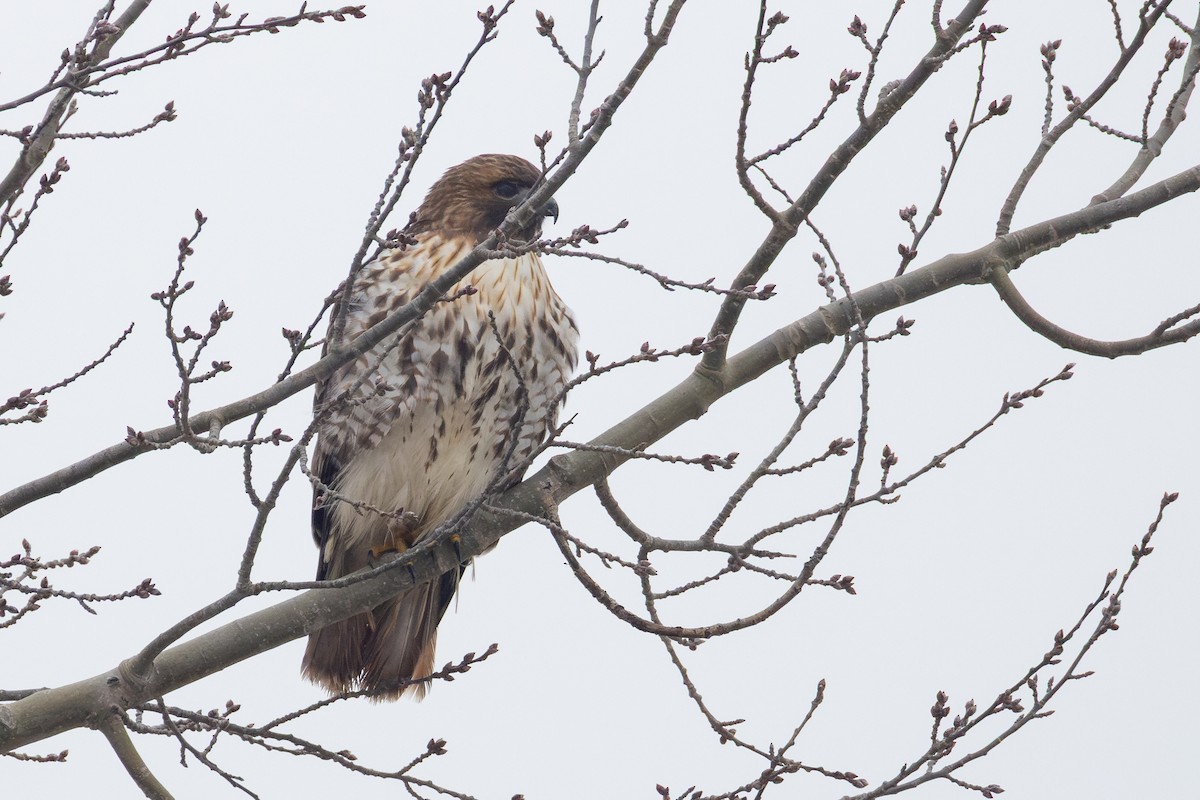 Red-tailed Hawk - ML646476772
