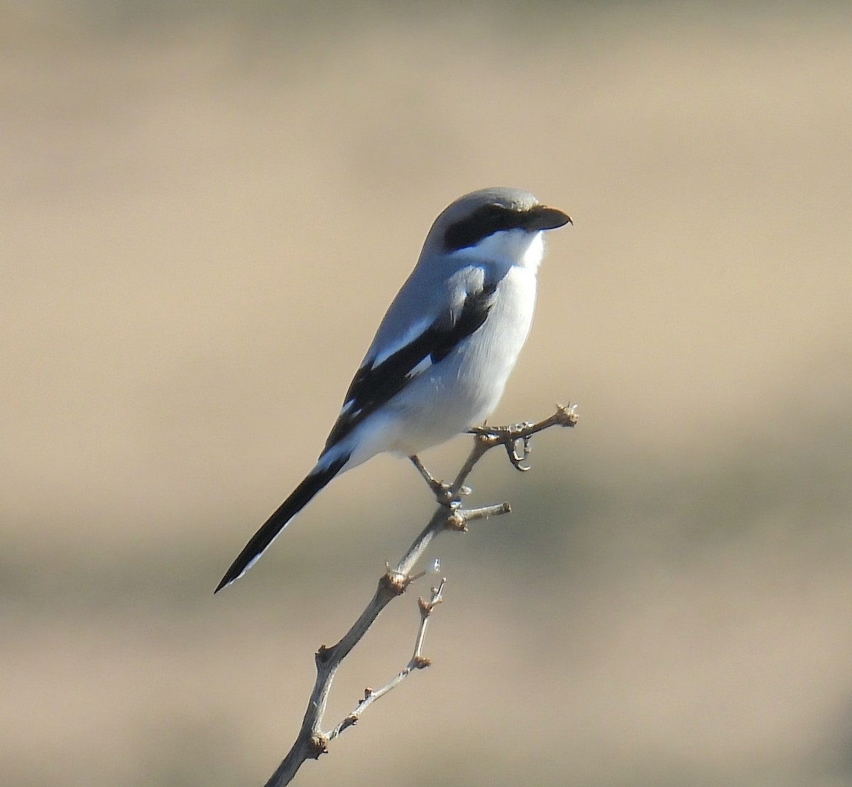 Loggerhead Shrike - ML646476774