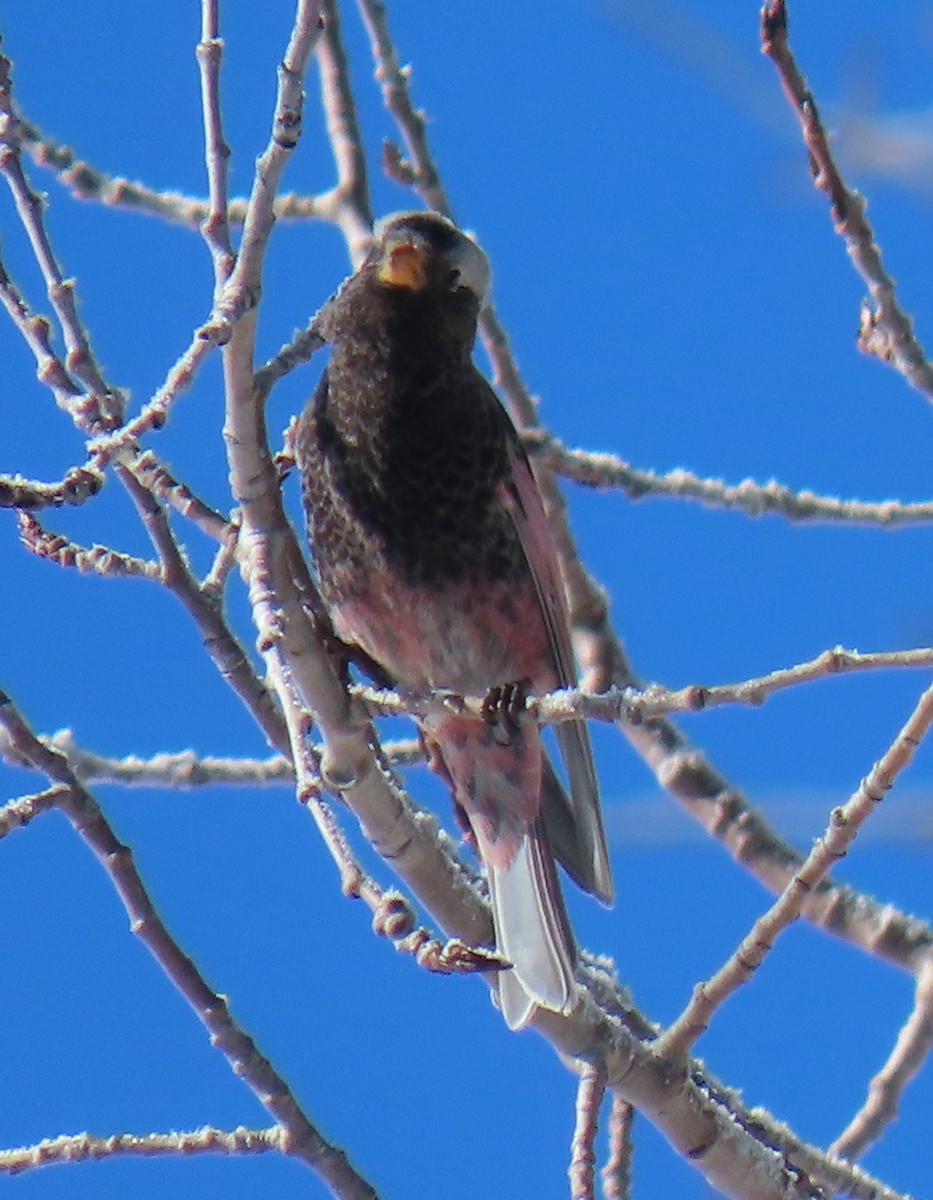 Black Rosy-Finch - ML646476783