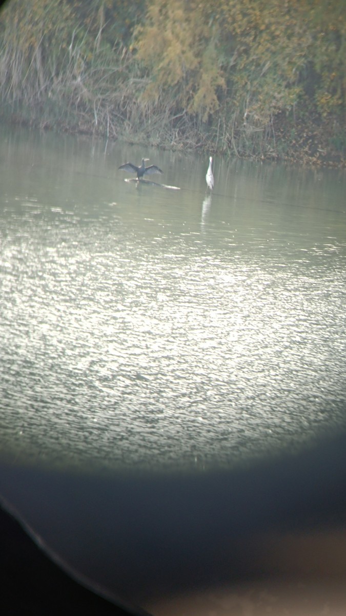 kormorán velký - ML646476784