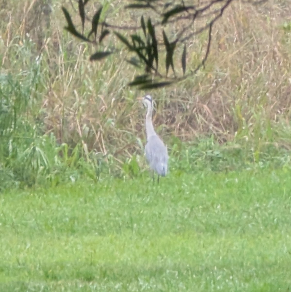 Héron cendré - ML646476787