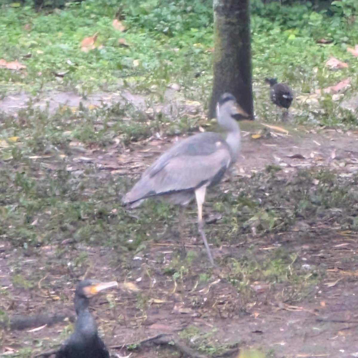 Héron cendré - ML646476788