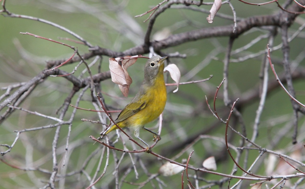 Красношапочная древесница - ML646476799