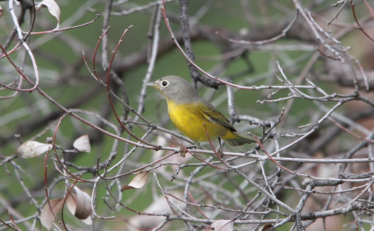 Красношапочная древесница - ML646476800