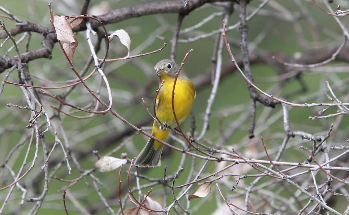 Красношапочная древесница - ML646476801