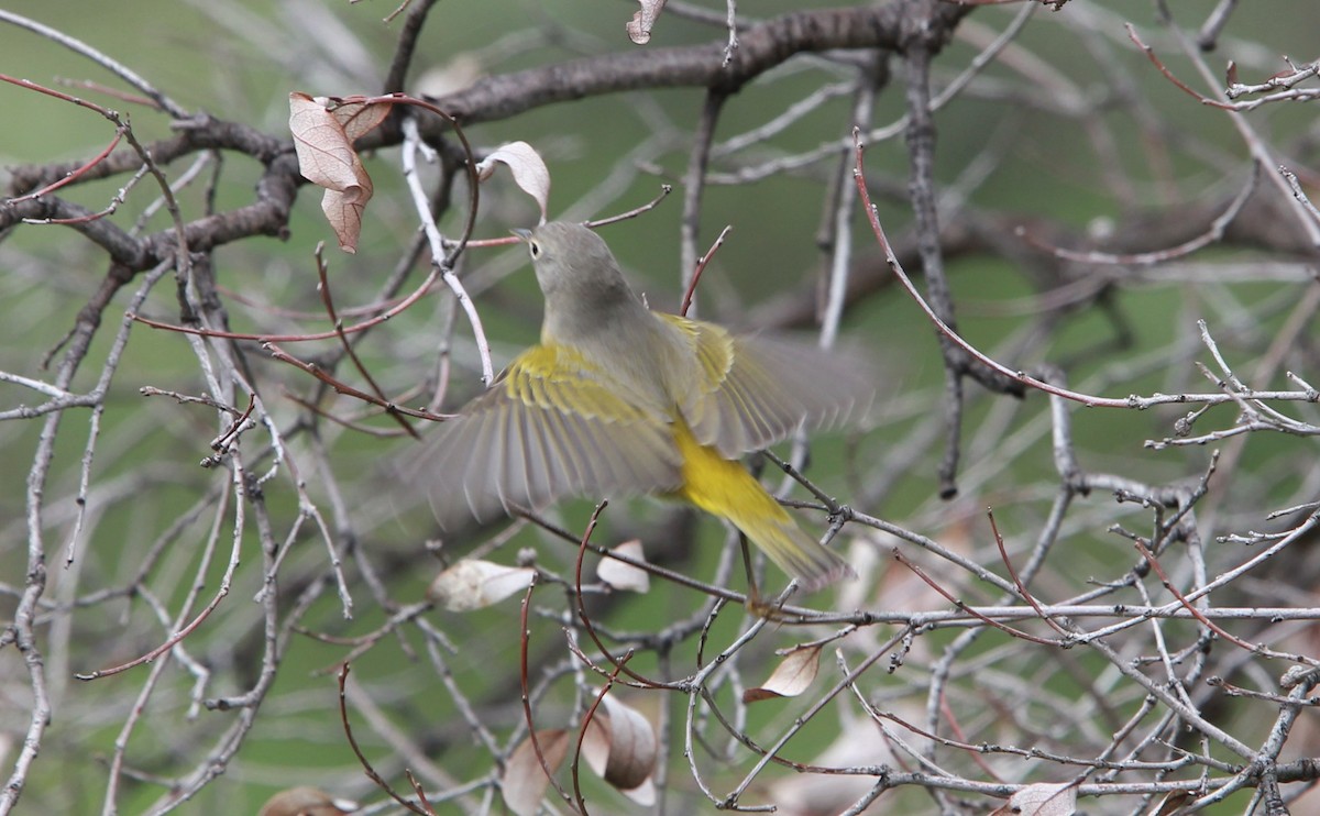 Красношапочная древесница - ML646476802