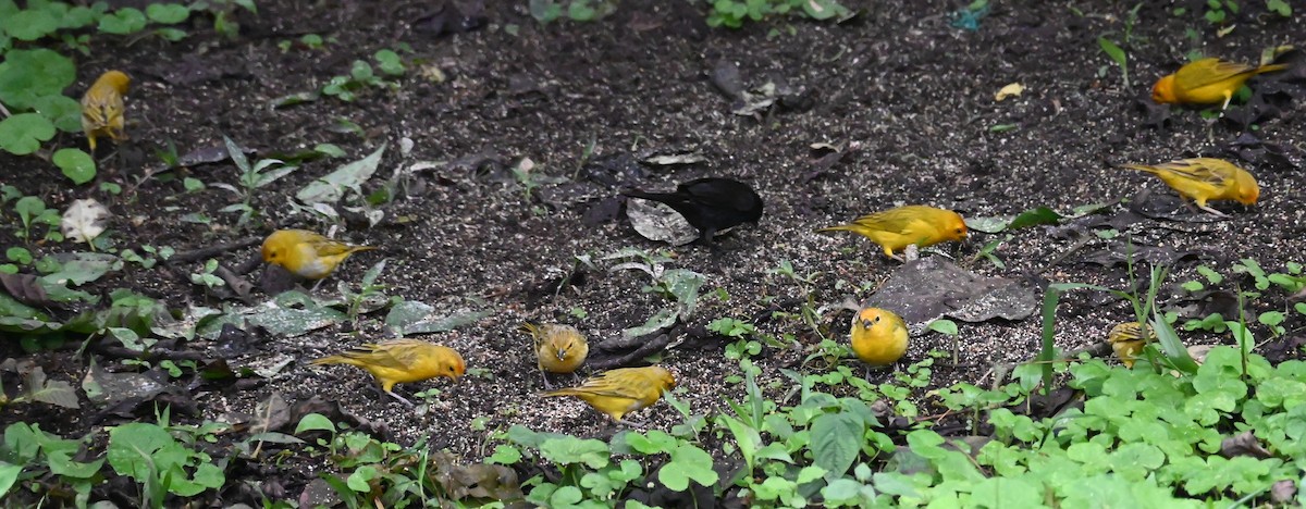 Saffron Finch - ML646476807