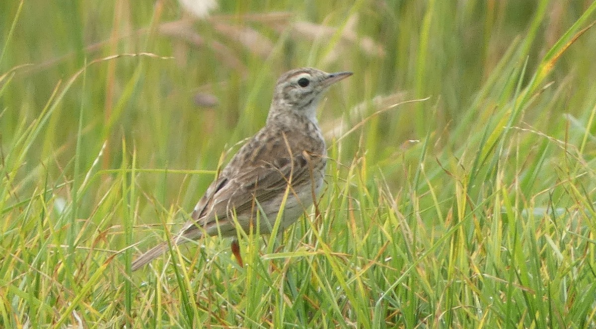 Australian Pipit (Australian) - ML646476810