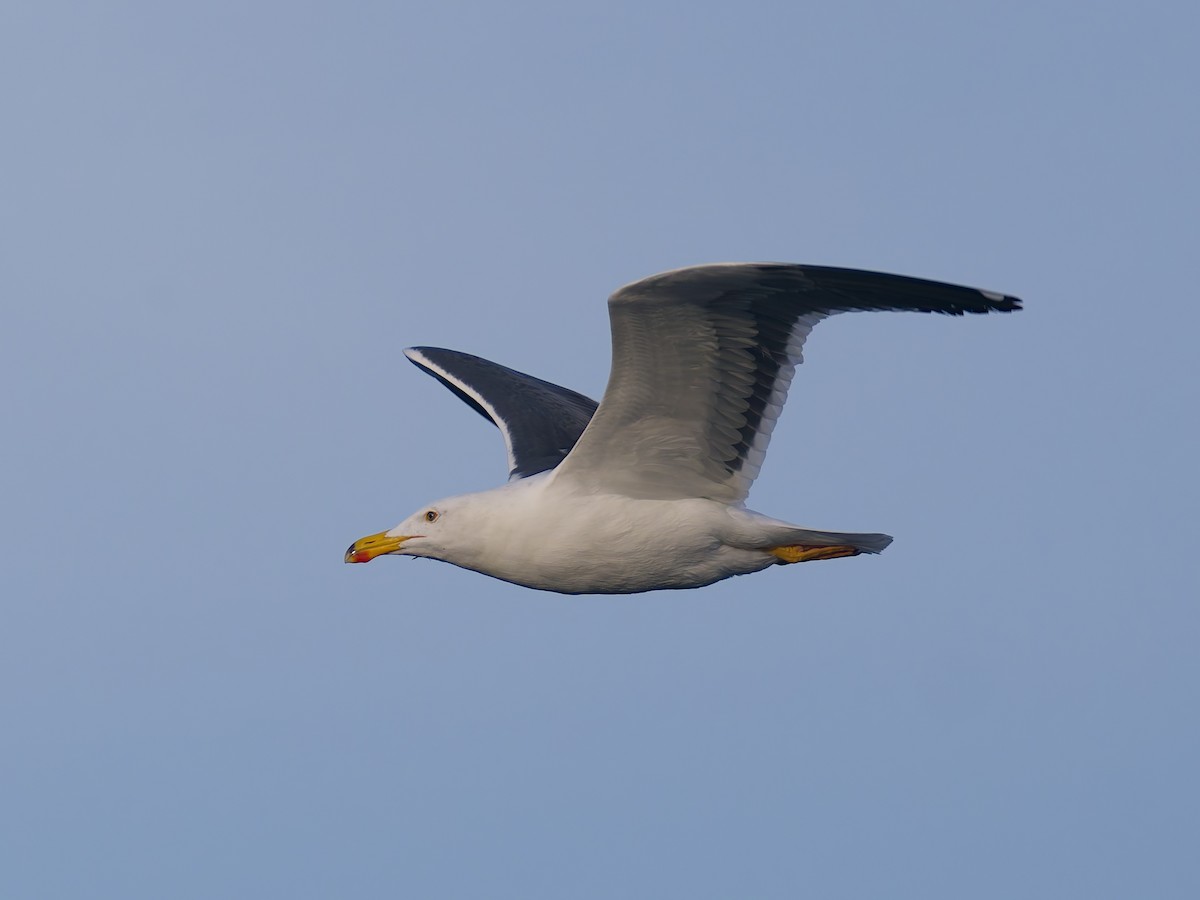 Sarı Ayaklı Martı - ML646476822