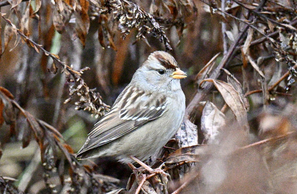 ミヤマシトド - ML646476825