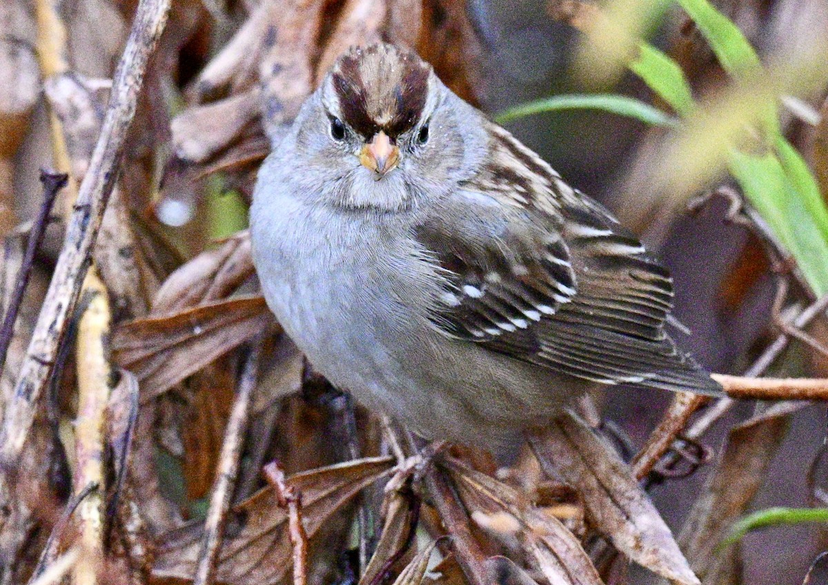 ミヤマシトド - ML646476827