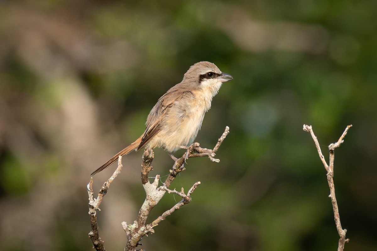 Brown Shrike - ML646476830