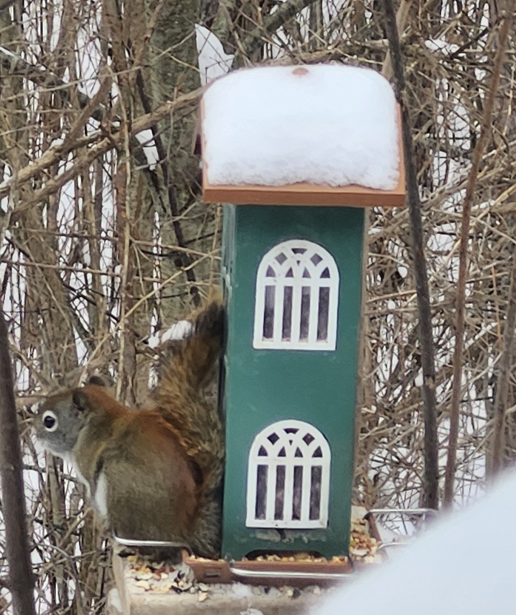 アメリカアカリス - ML646476836