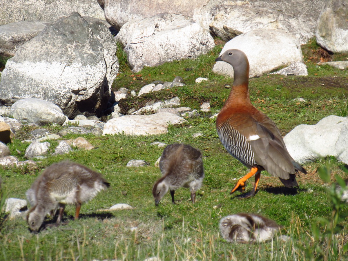 Ashy-headed Goose - ML646476837