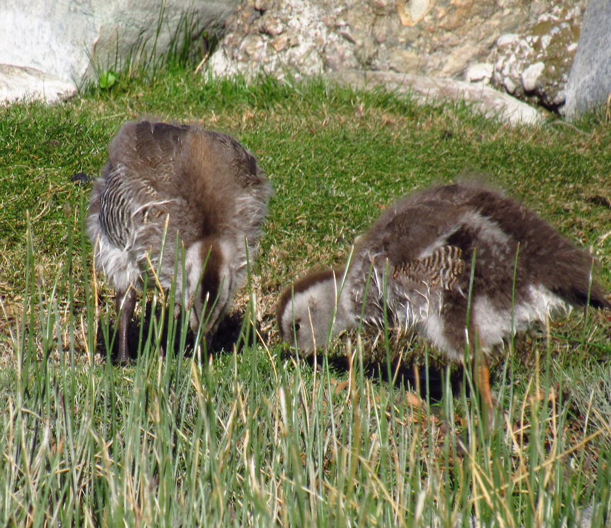 Ashy-headed Goose - ML646476838