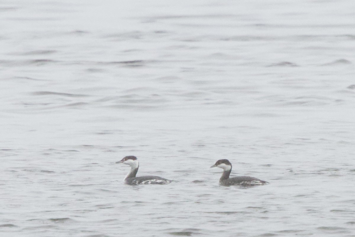 Horned Grebe - ML646476847