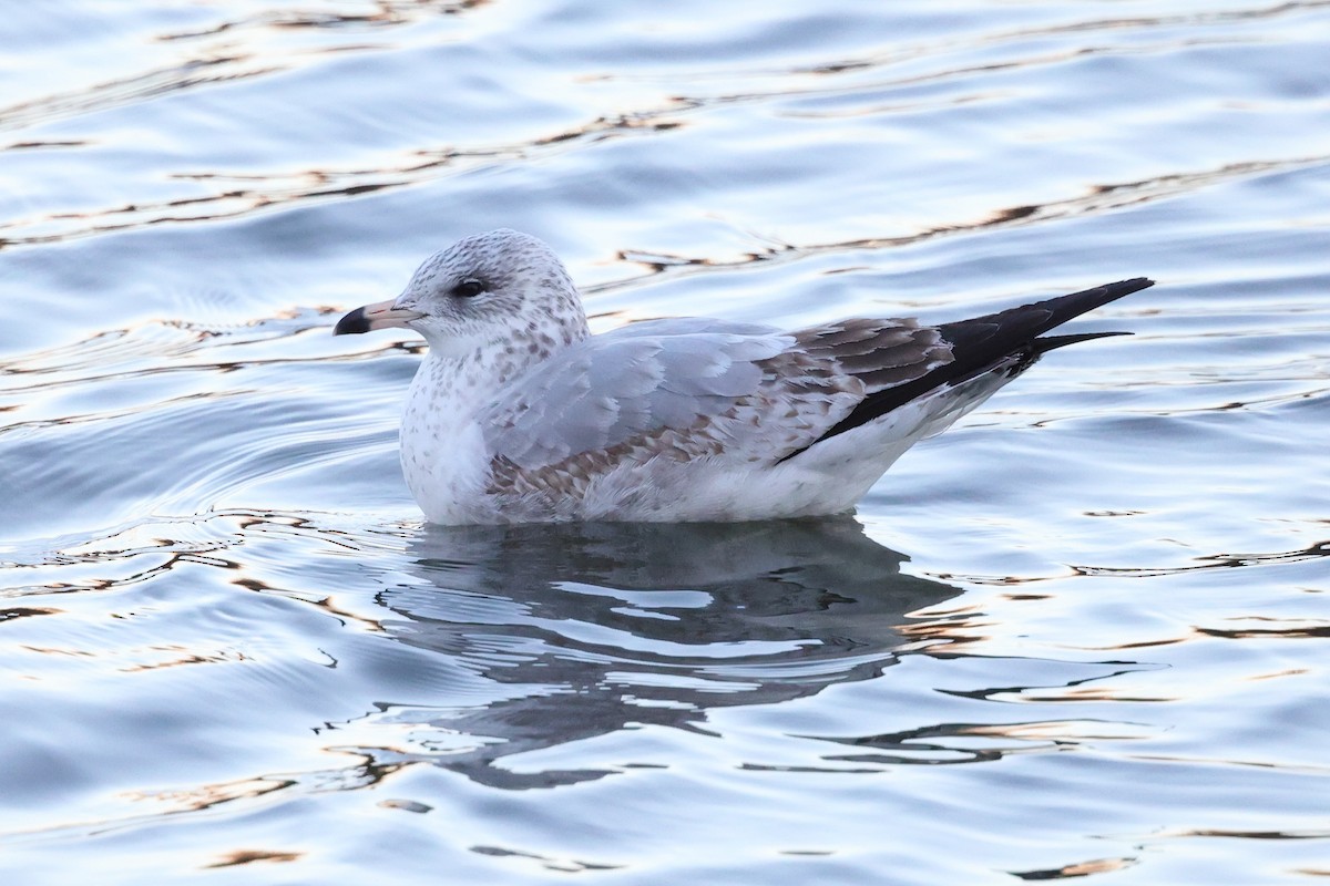 Ring-billed Gull - ML646476848