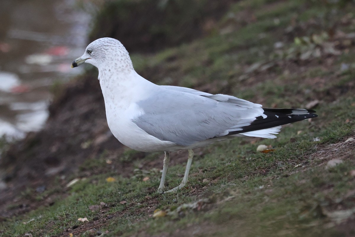 Ring-billed Gull - ML646476850