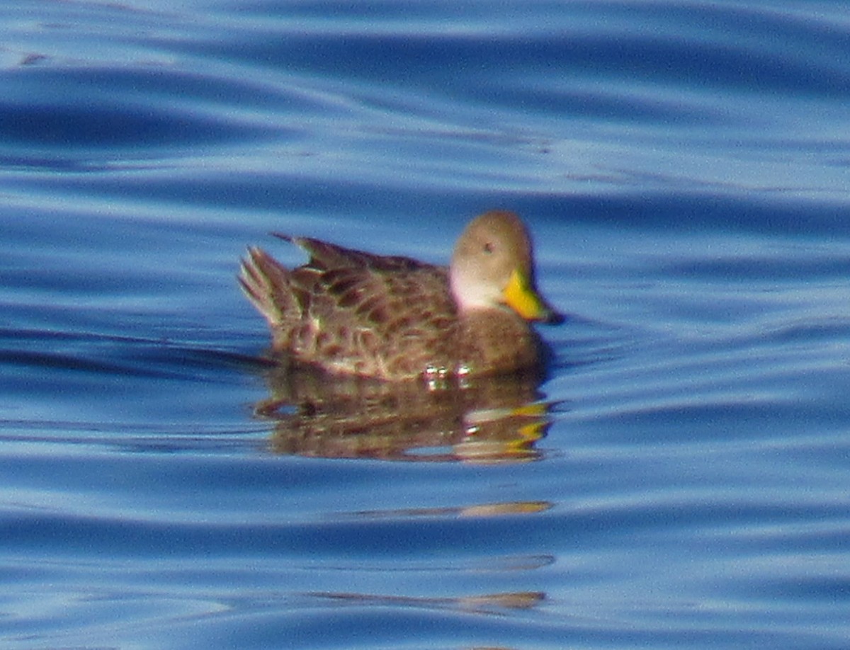 Yellow-billed Pintail - ML646476851