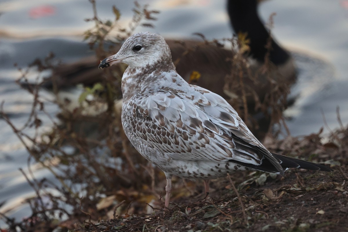 Ring-billed Gull - ML646476853