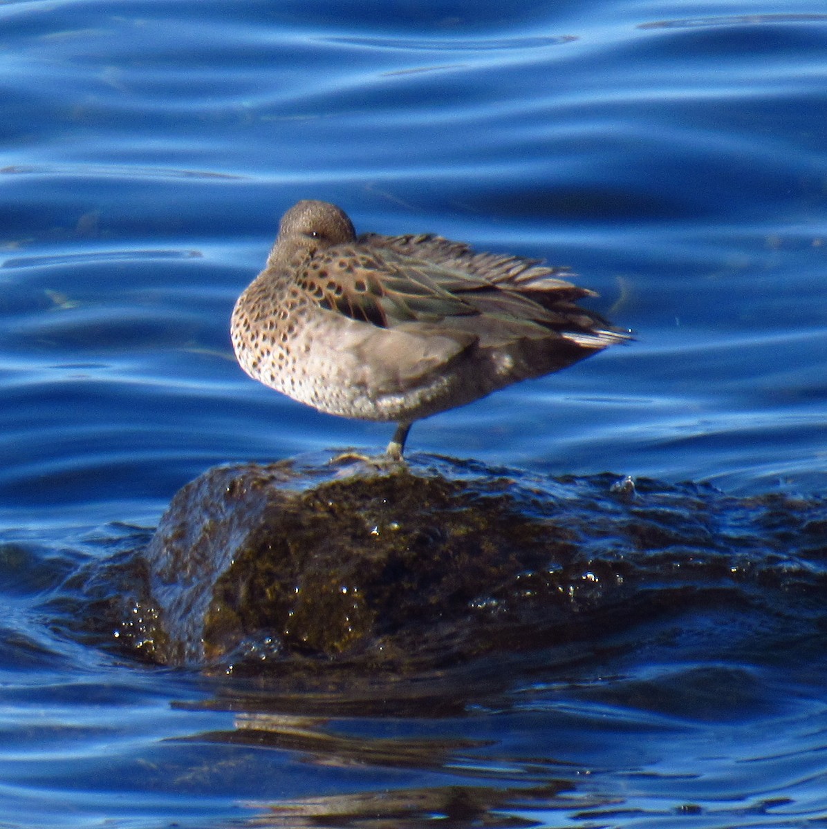 Yellow-billed Teal - ML646476855