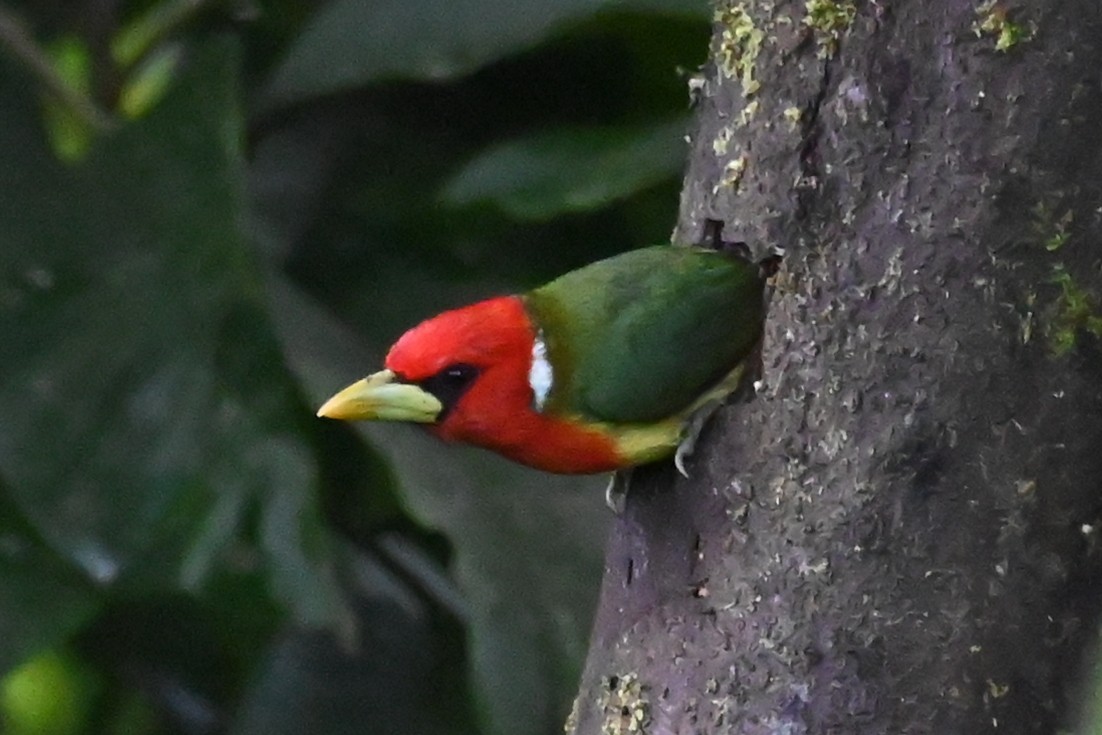 vousák andský - ML646476858