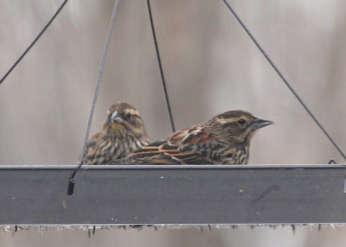 Red-winged Blackbird - ML646476859