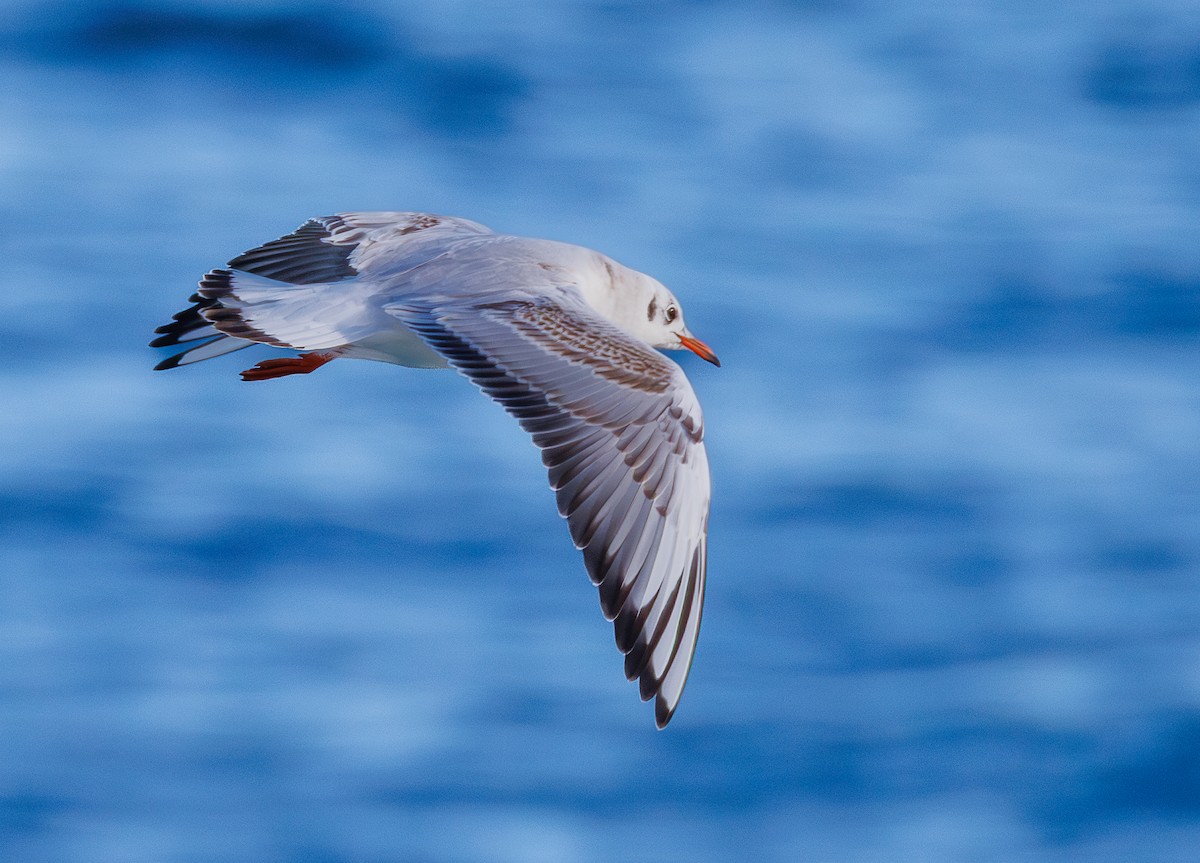 紅嘴鷗 - ML646476860