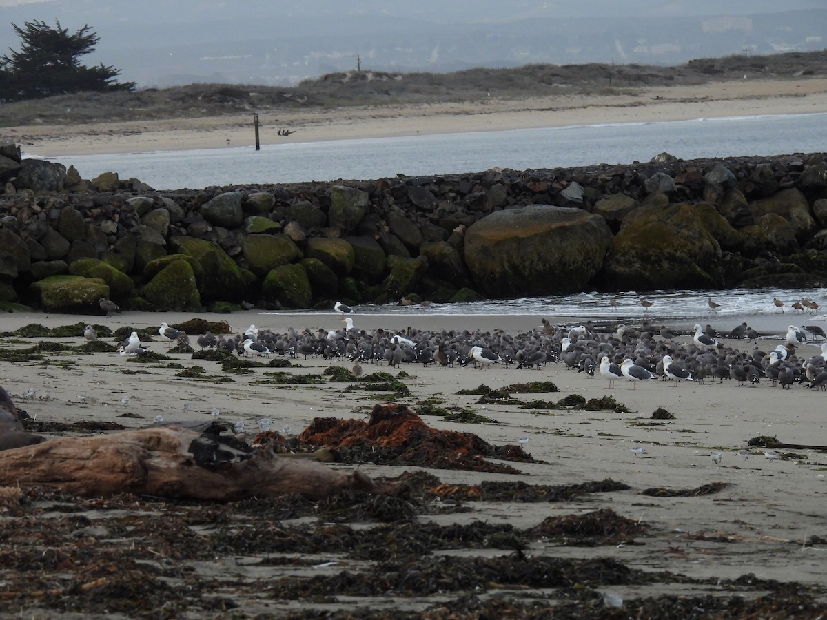 Heermann's Gull - ML646476867