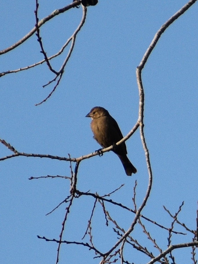 Braunkopf-Kuhstärling - ML646476868