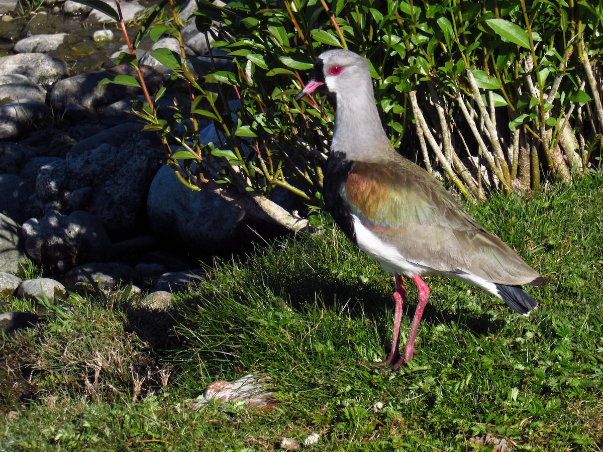 Southern Lapwing - ML646476873
