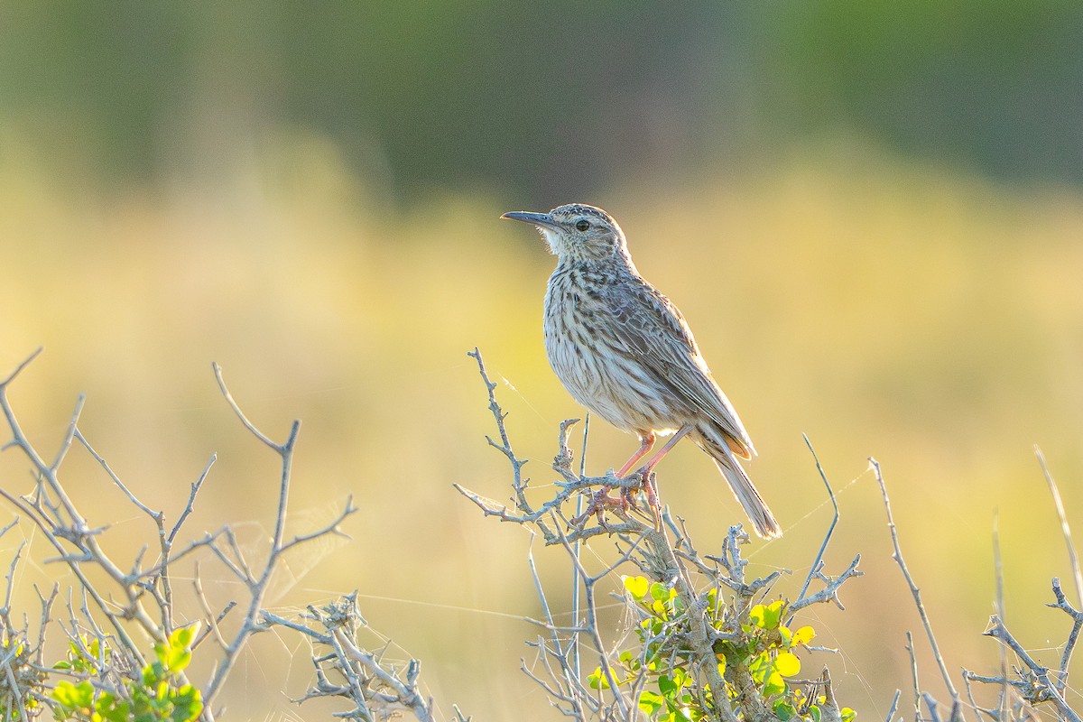 Cape Long-billed Lark (Agulhas) - ML646476878