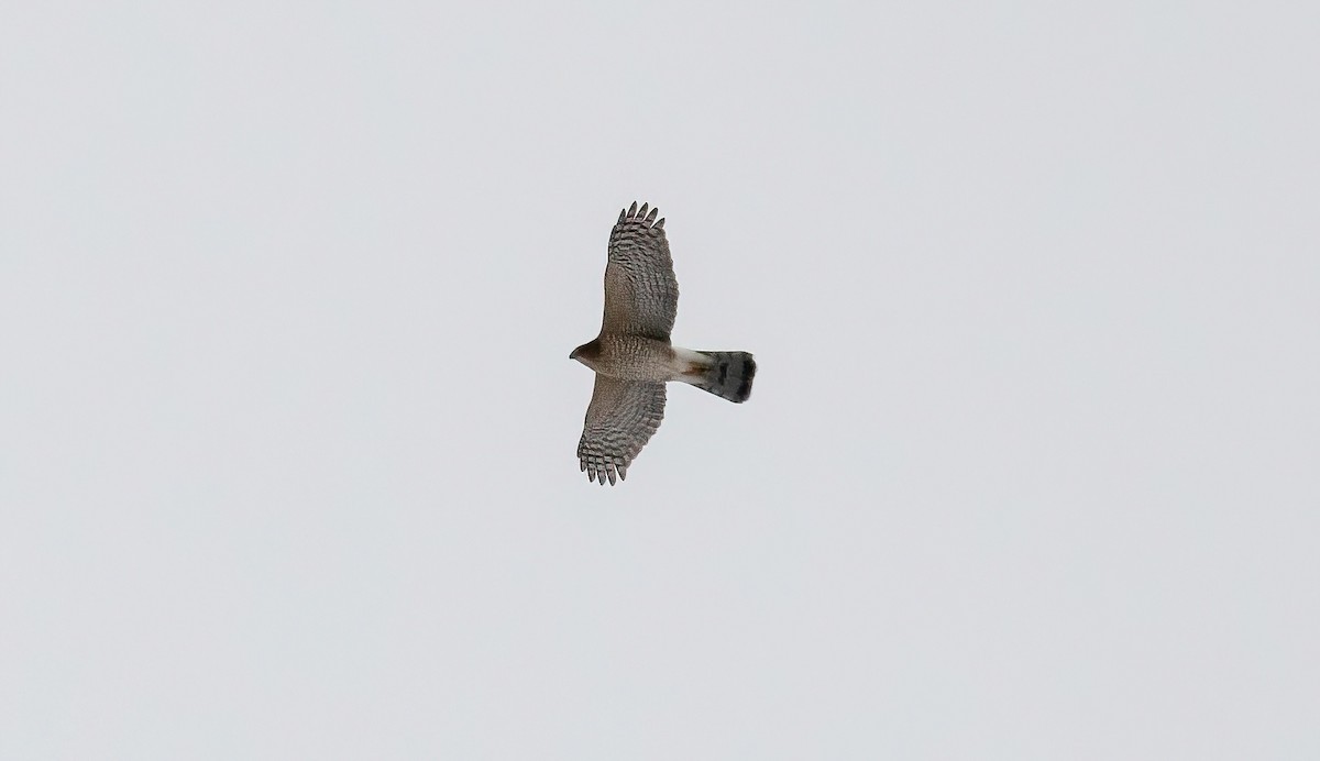 Rundschwanzhabicht - ML646476879