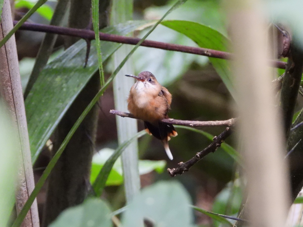 Koepcke's Hermit - ML646476881