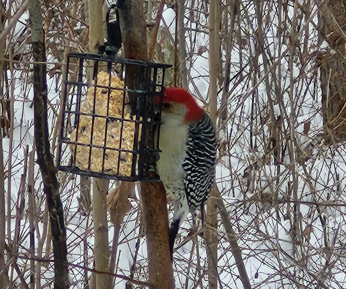 シマセゲラ - ML646476893