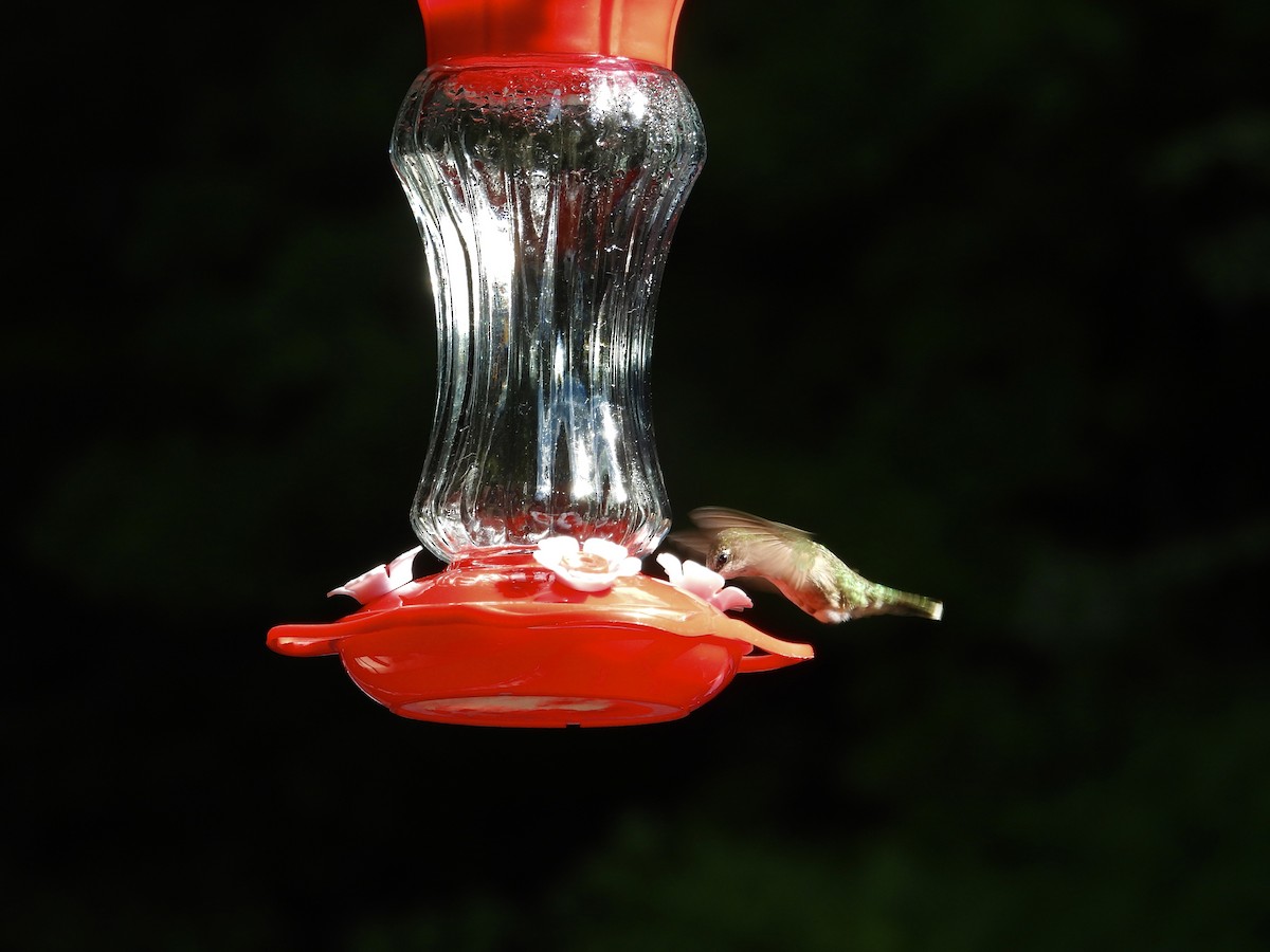 Colibri à gorge rubis - ML646476901