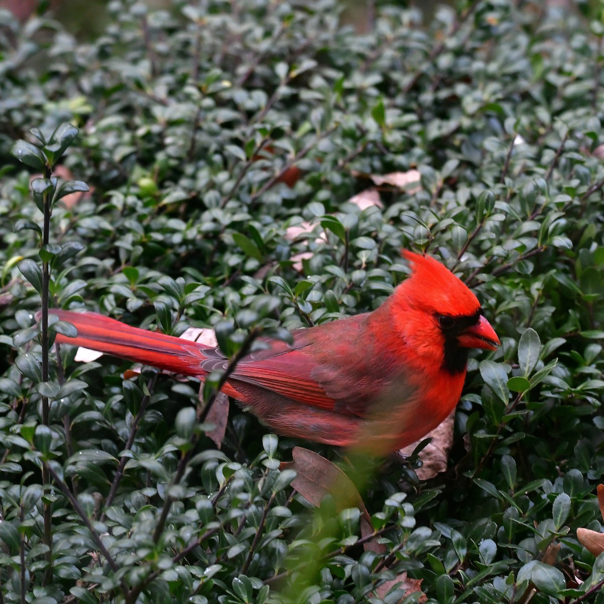 Northern Cardinal - ML646476911