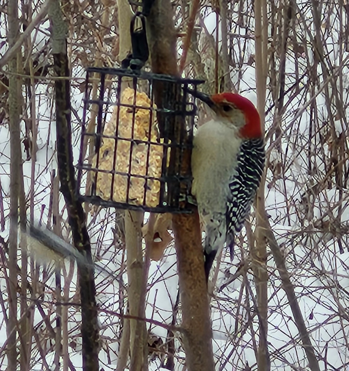 シマセゲラ - ML646476913