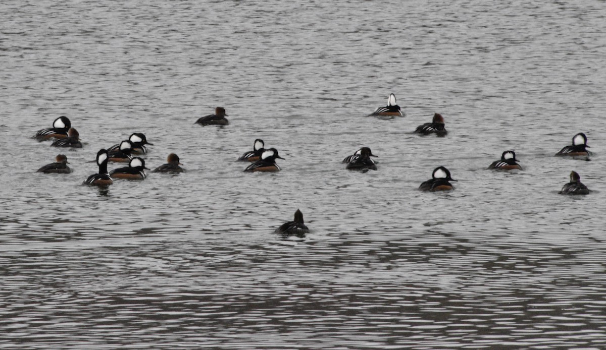 Hooded Merganser - ML646476914
