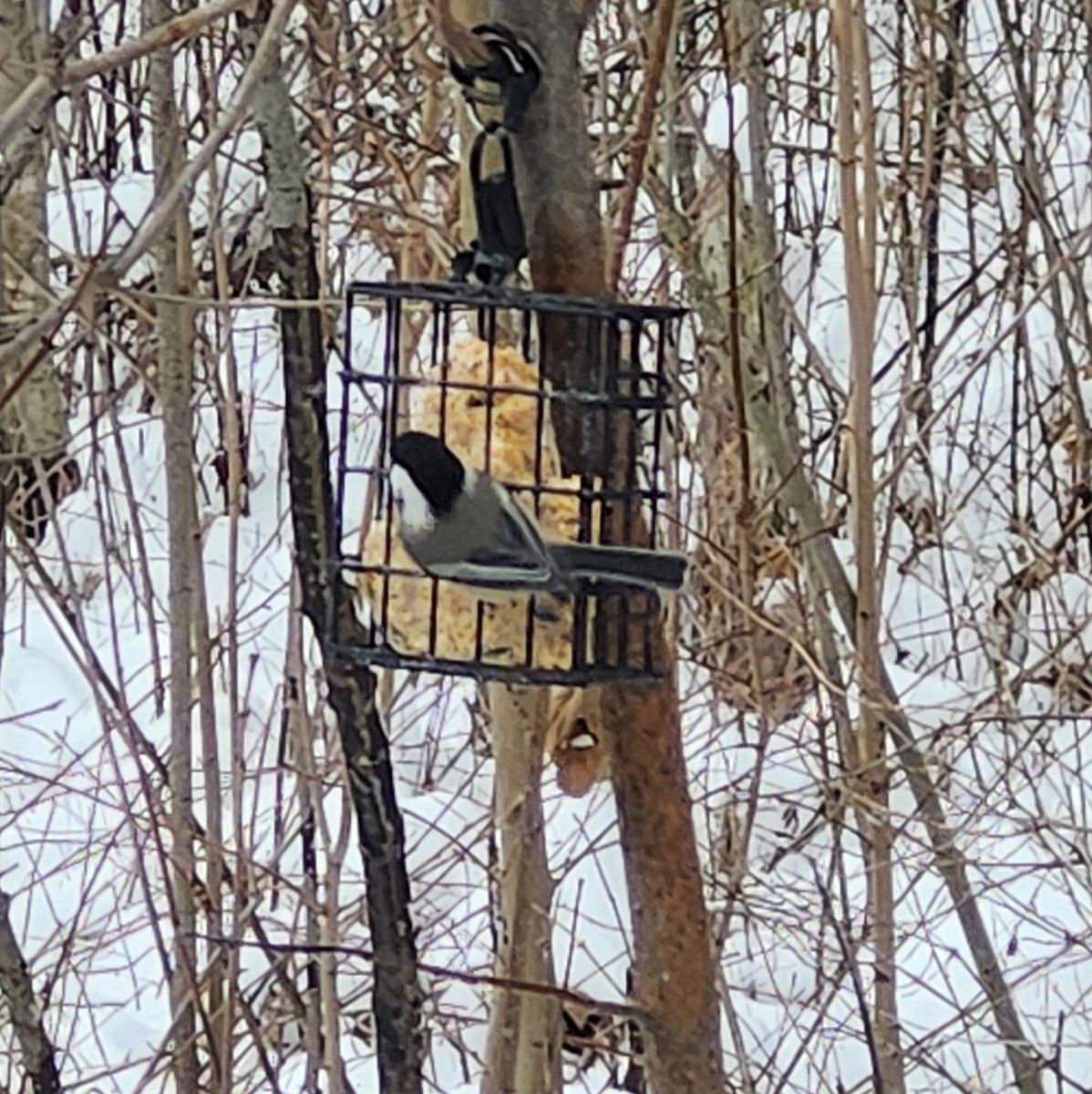 Black-capped Chickadee - ML646476921