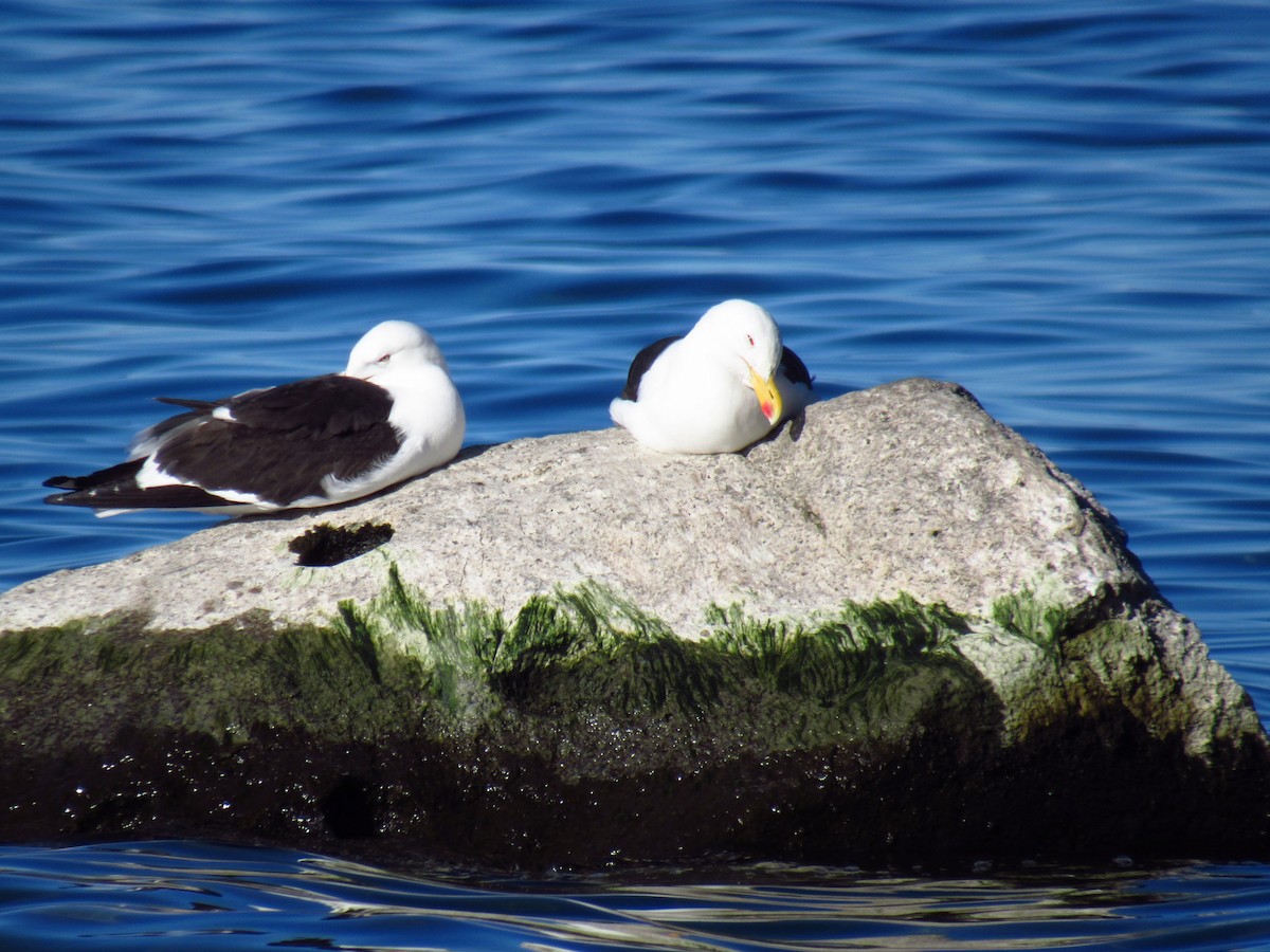 Kelp Gull - ML646476923
