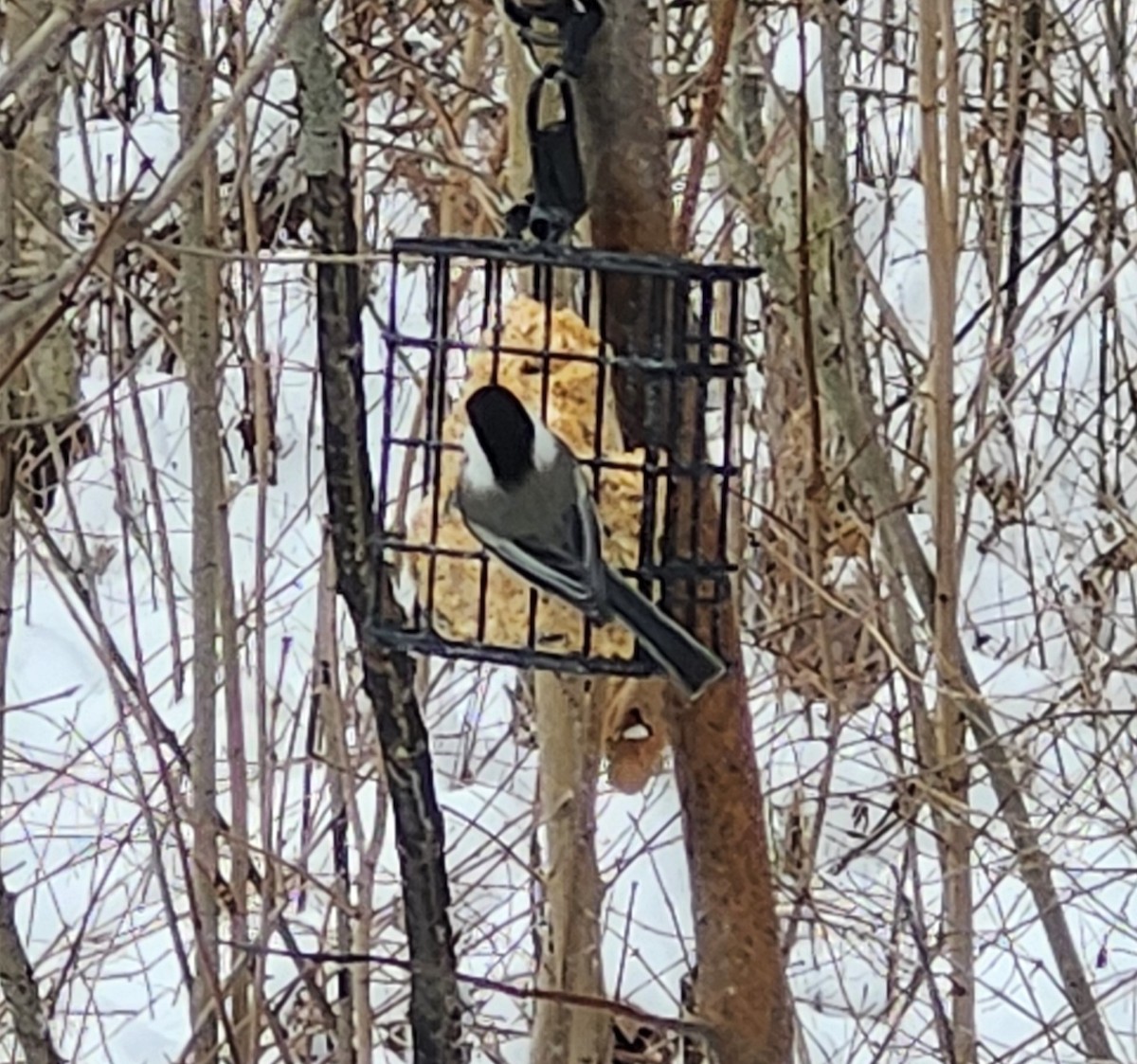 Black-capped Chickadee - ML646476927