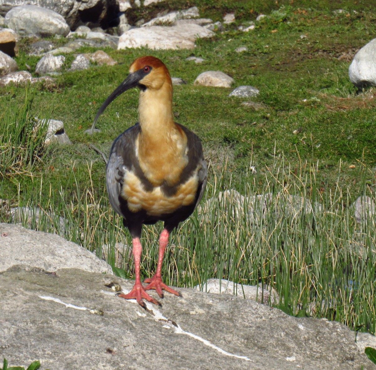 Ibis à face noire - ML646476928