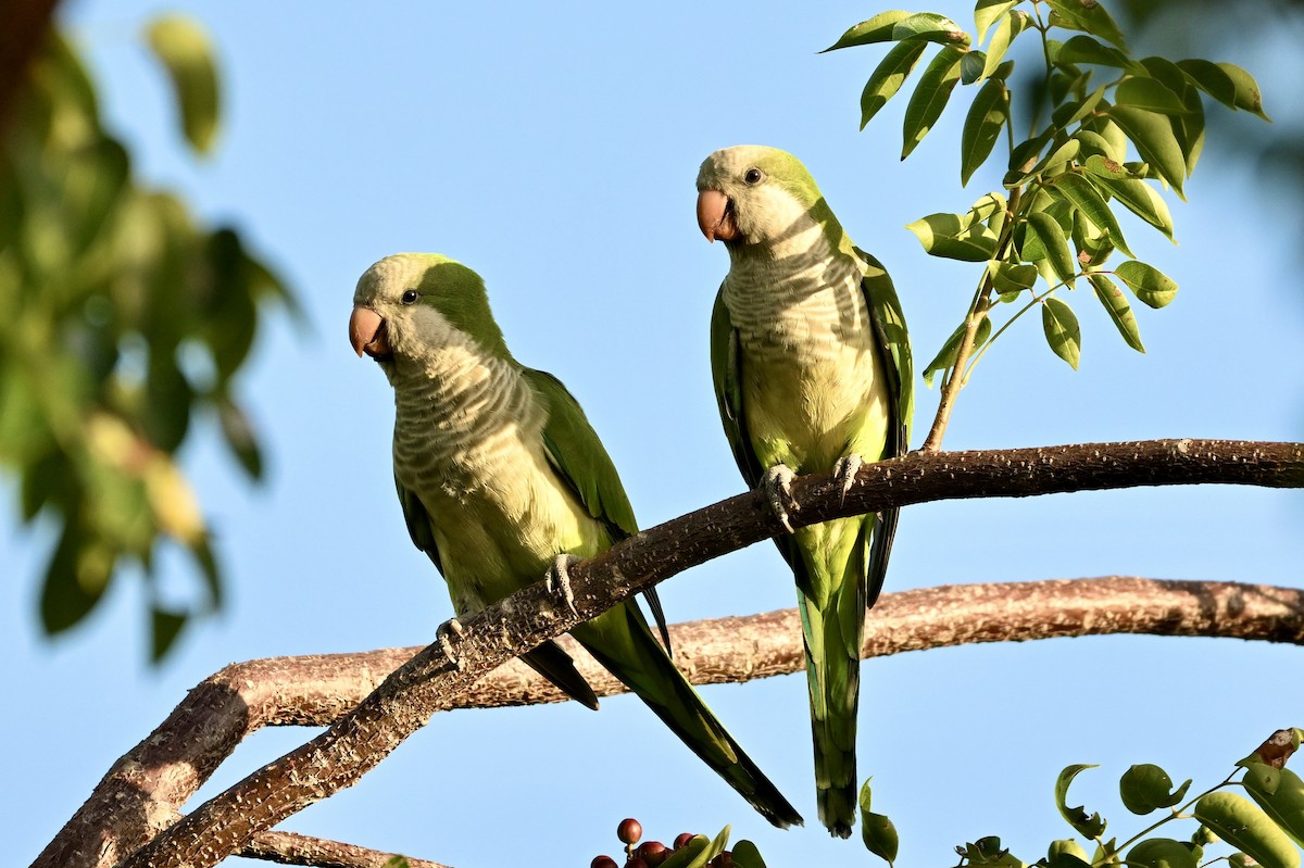 Monk Parakeet - ML646476930